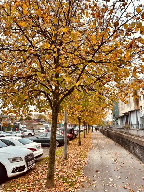 Detail Street Trees And Sidewalks Photo Number 12