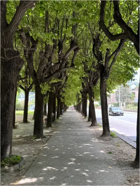 Detail Street Trees And Sidewalks Photo Number 3