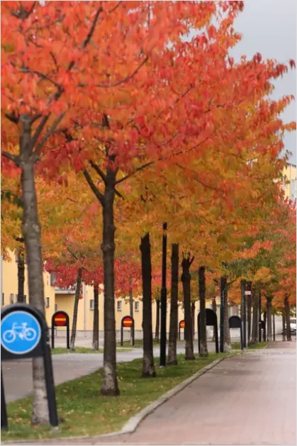 Detail Street Trees And Sidewalks Photo Number 6