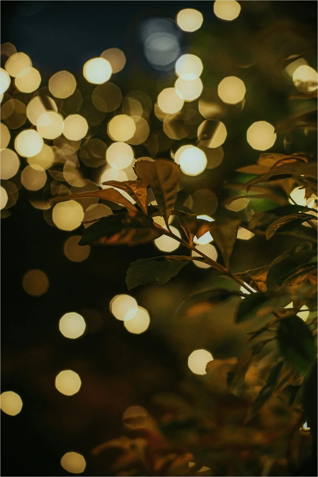 Detail String Lights Bokeh Warm Glow Background Number 10