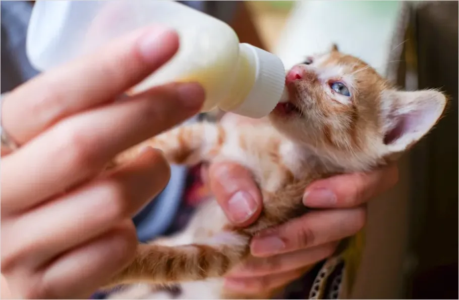 Detail Baby Bottle Feeding Close Up Detail Number 15