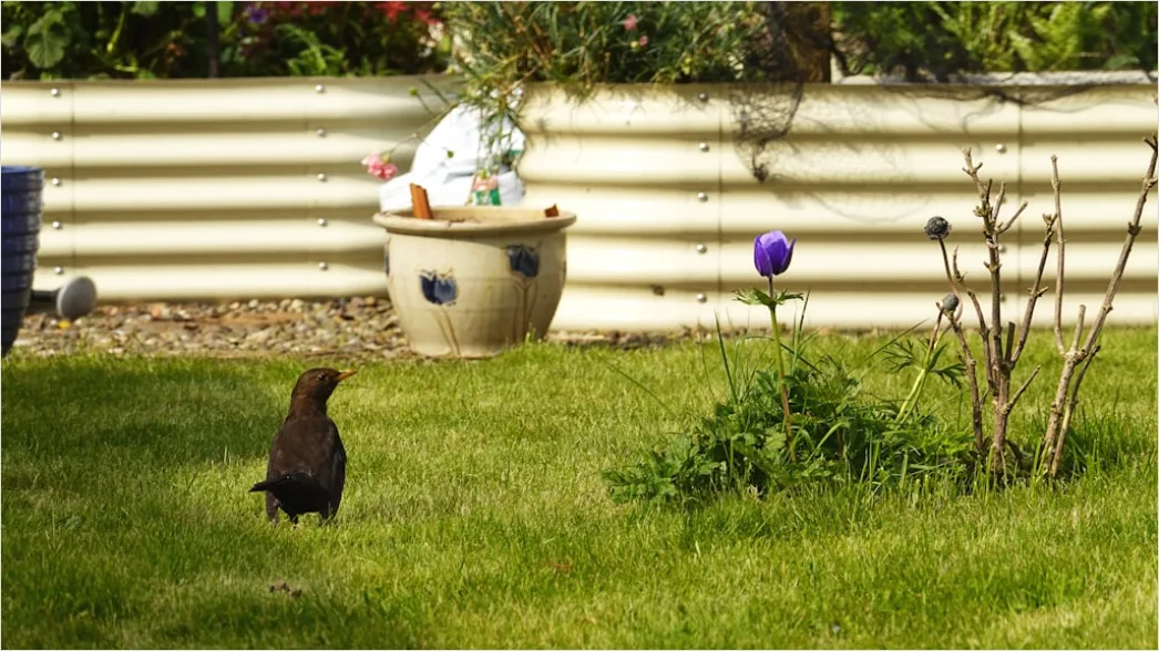 Detail Easter Egg Hunt Kids Running Backyard Number 12