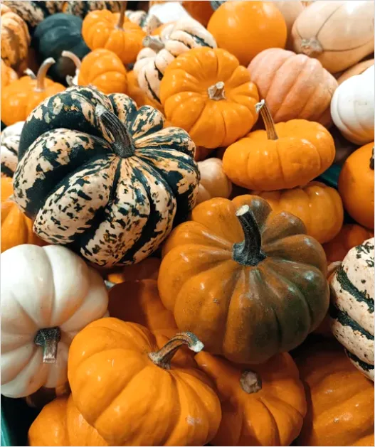 Detail Fall Harvest Decor Pumpkins Gourds Number 2
