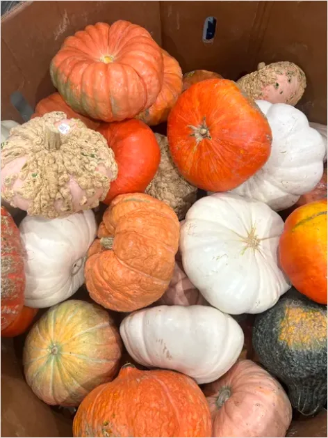 Detail Fall Harvest Decor Pumpkins Gourds Number 11