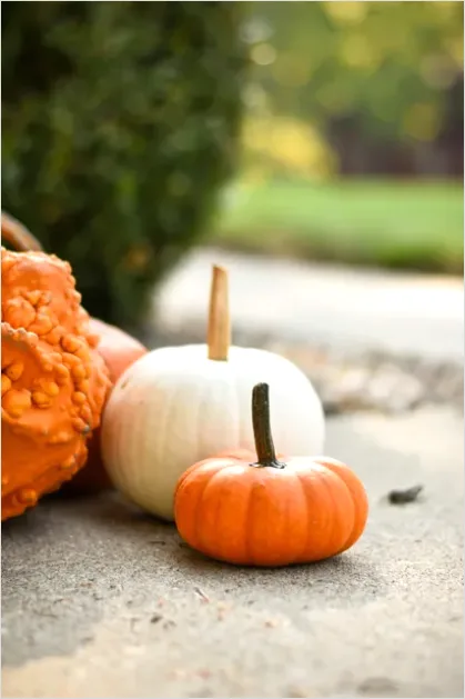 Detail Fall Harvest Decor Pumpkins Gourds Number 12