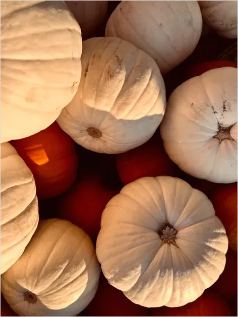 Detail Fall Harvest Decor Pumpkins Gourds Number 15
