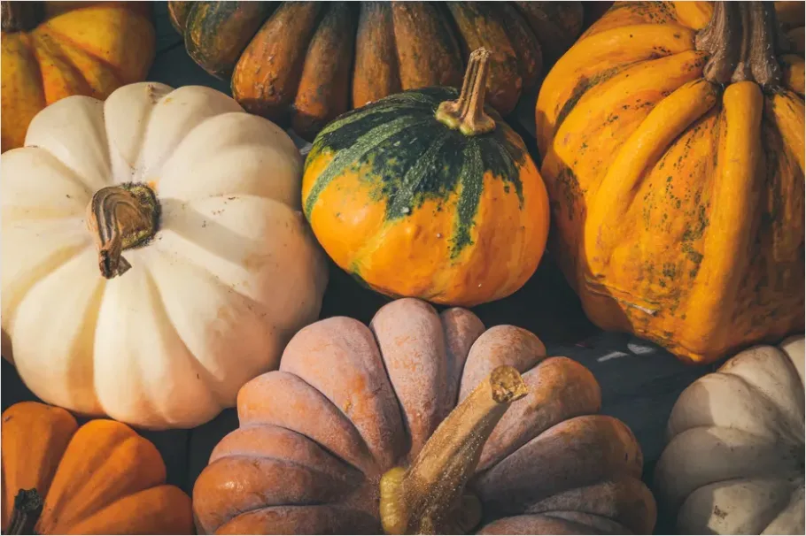 Detail Fall Harvest Decor Pumpkins Gourds Number 16