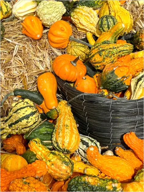 Detail Fall Harvest Decor Pumpkins Gourds Number 7