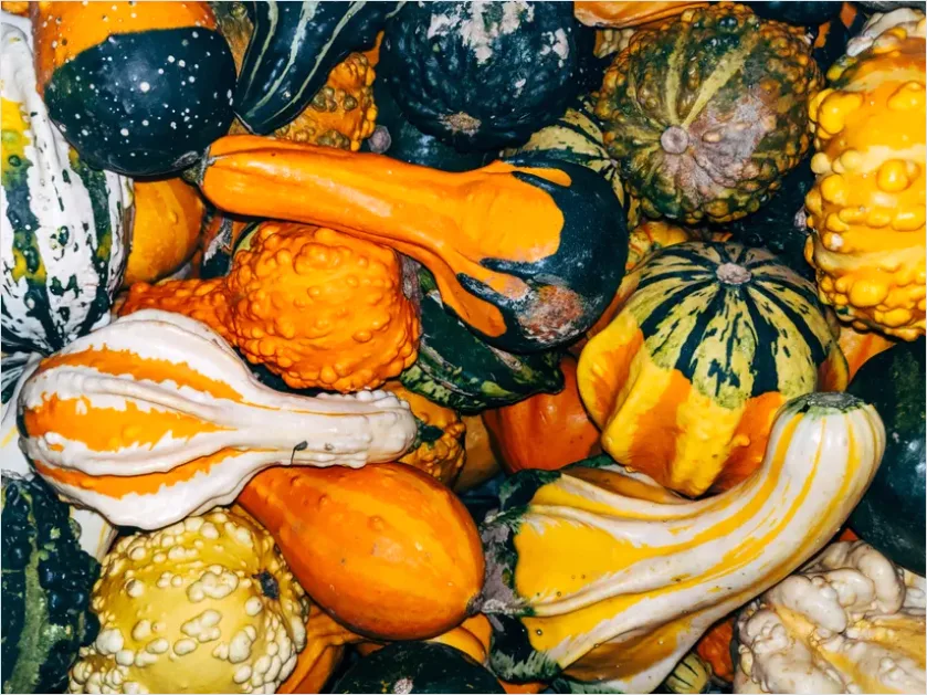 Detail Fall Harvest Decor Pumpkins Gourds Number 8