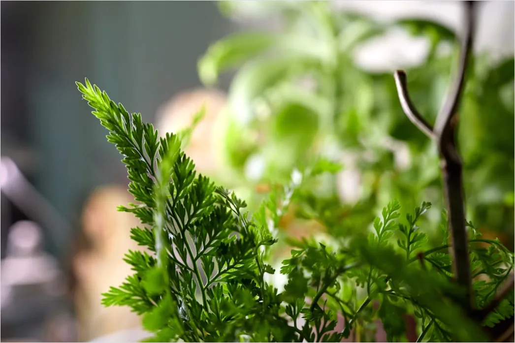 Detail Fresh Herbs Garnish Plating Close Up Number 4