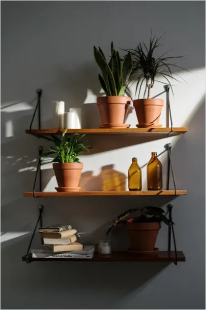 Detail Houseplant Pot On Shelf Number 11