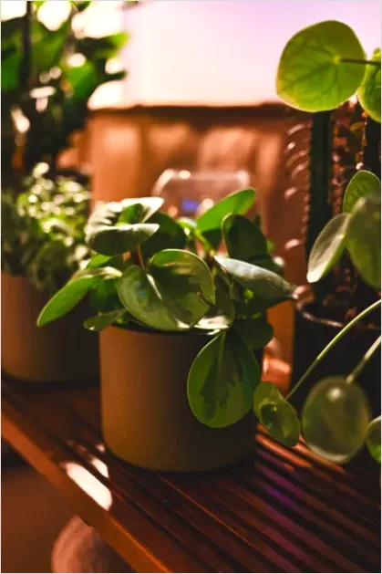 Detail Houseplant Pot On Shelf Number 12