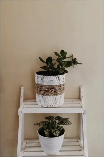 Detail Houseplant Pot On Shelf Number 13