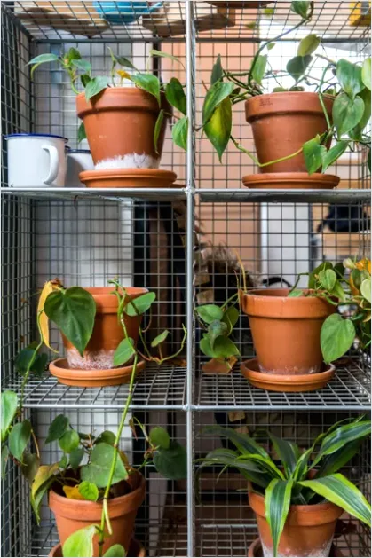 Detail Houseplant Pot On Shelf Number 15