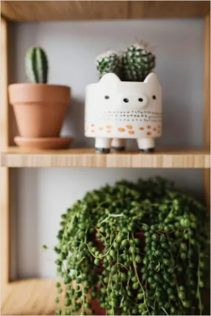 Detail Houseplant Pot On Shelf Number 3