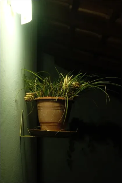 Detail Houseplant Pot On Shelf Number 5