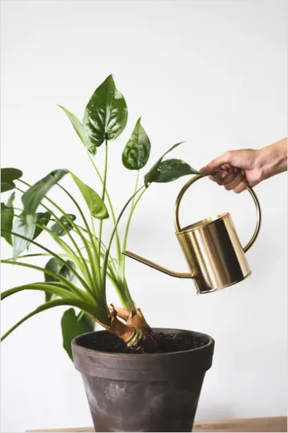 Detail Plant Watering Can Metal Number 14