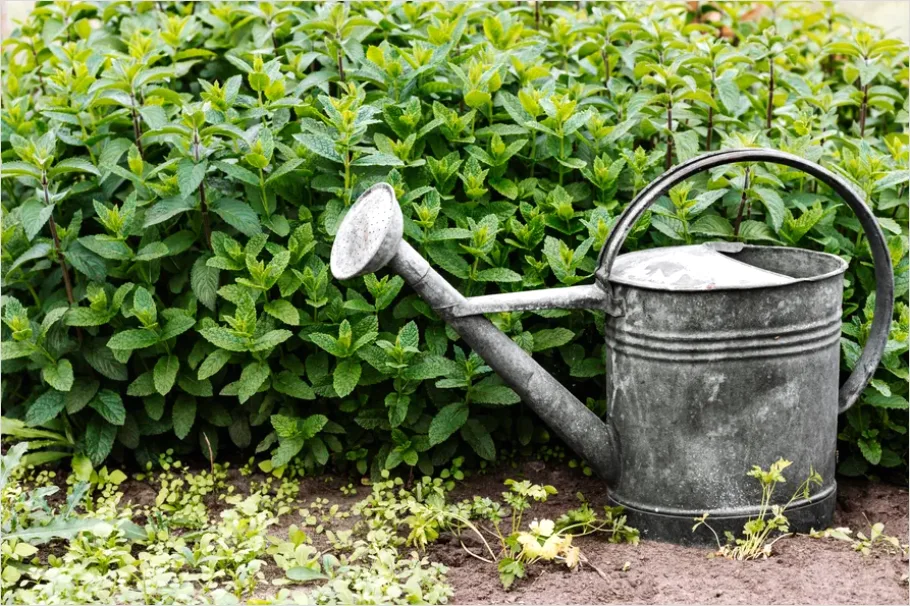Detail Plant Watering Can Metal Number 15