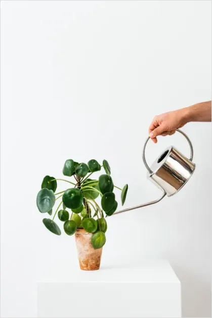 Detail Plant Watering Can Metal Number 7