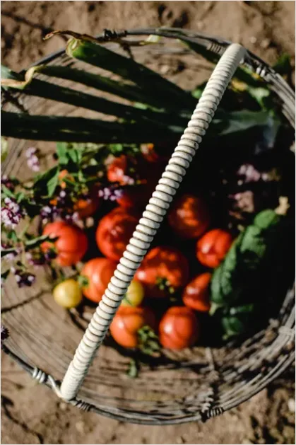 Detail Ripe Tomatoes Basket Farmers Market Number 12