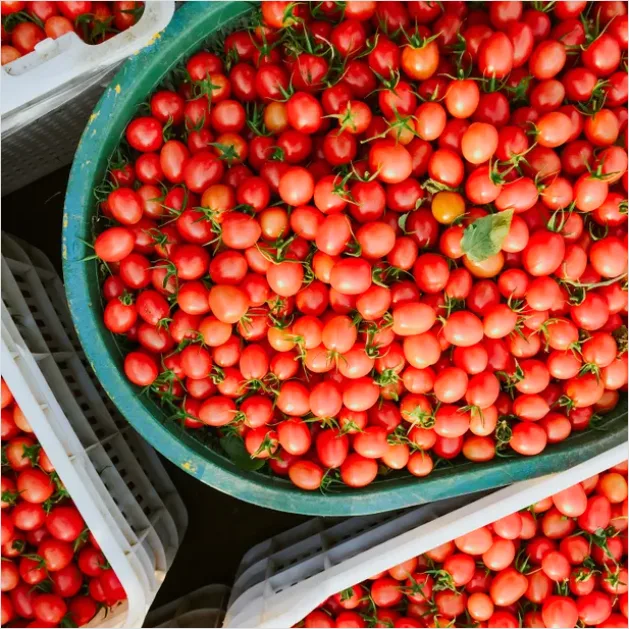 Detail Ripe Tomatoes Basket Farmers Market Number 15