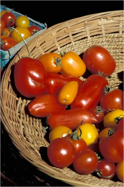 Detail Ripe Tomatoes Basket Farmers Market Number 4