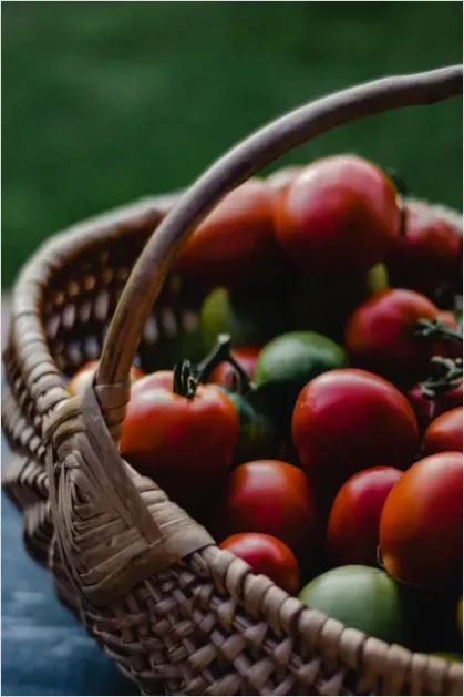 Detail Ripe Tomatoes Basket Farmers Market Number 5