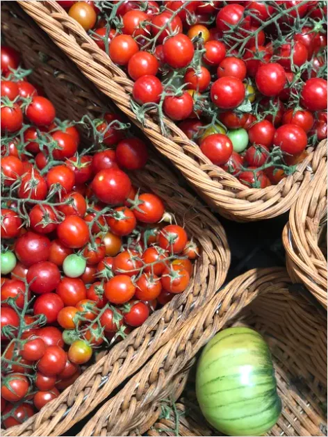 Detail Ripe Tomatoes Basket Farmers Market Number 6