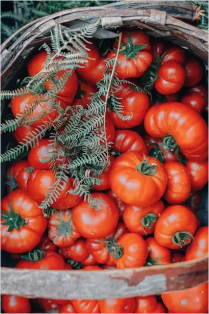 Detail Ripe Tomatoes Basket Farmers Market Number 9