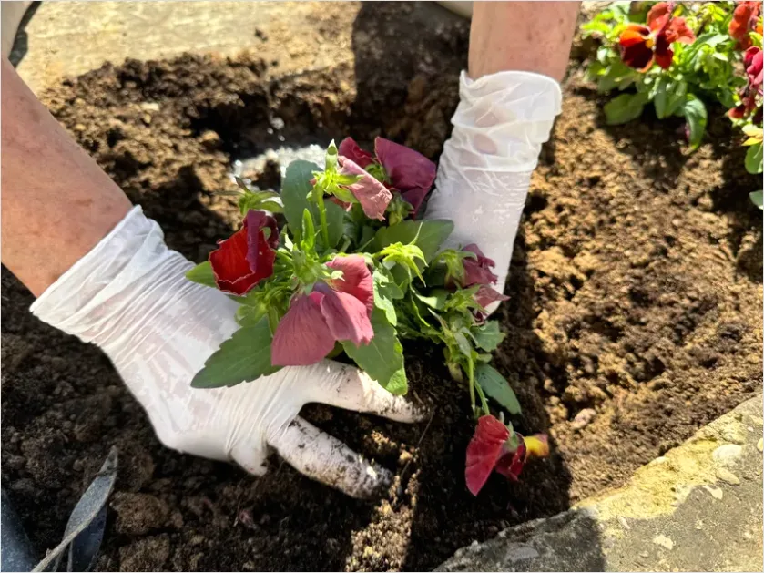 Detail Gardener Planting Flowers Hands Soil Number 2