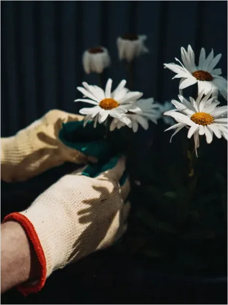Detail Gardener Planting Flowers Hands Soil Number 3