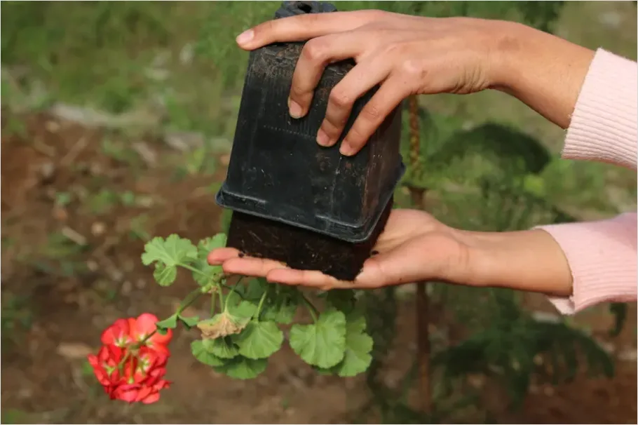 Detail Gardener Planting Flowers Hands Soil Number 5