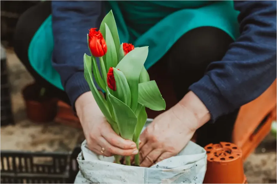 Detail Gardener Planting Flowers Hands Soil Number 6
