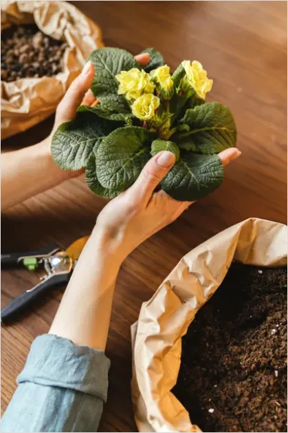 Detail Gardener Planting Flowers Hands Soil Number 8