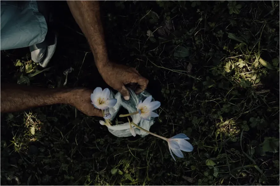 Detail Gardener Planting Flowers Hands Soil Number 9