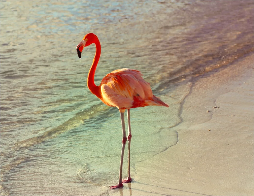 Aruba Flamingo Beach Tropical Scene F975
