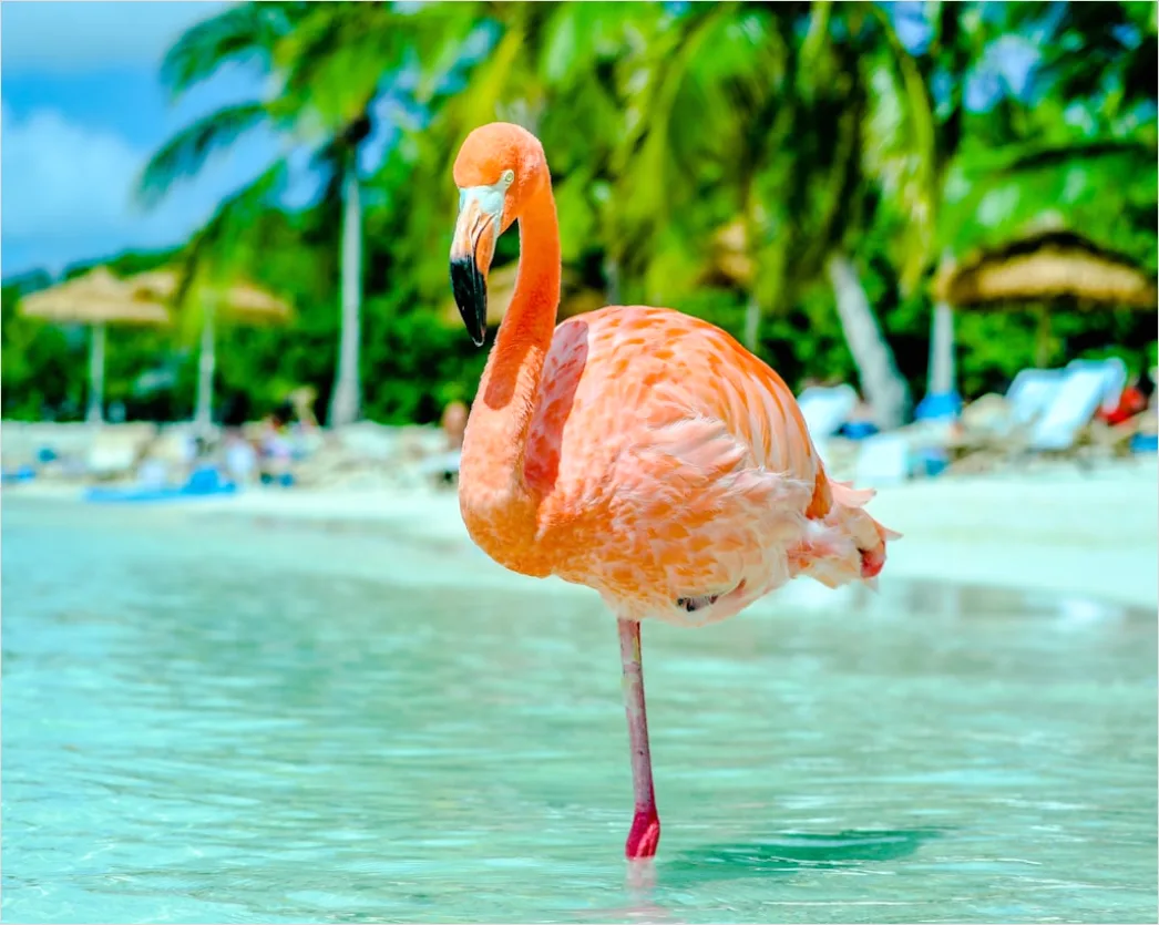 Detail Aruba Flamingo Beach Tropical Scene Number 2