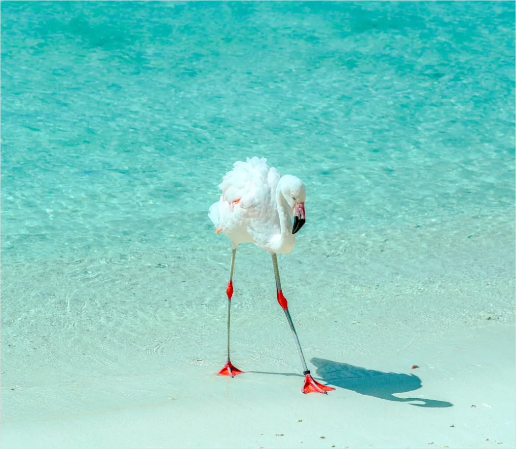Detail Aruba Flamingo Beach Tropical Scene Number 3