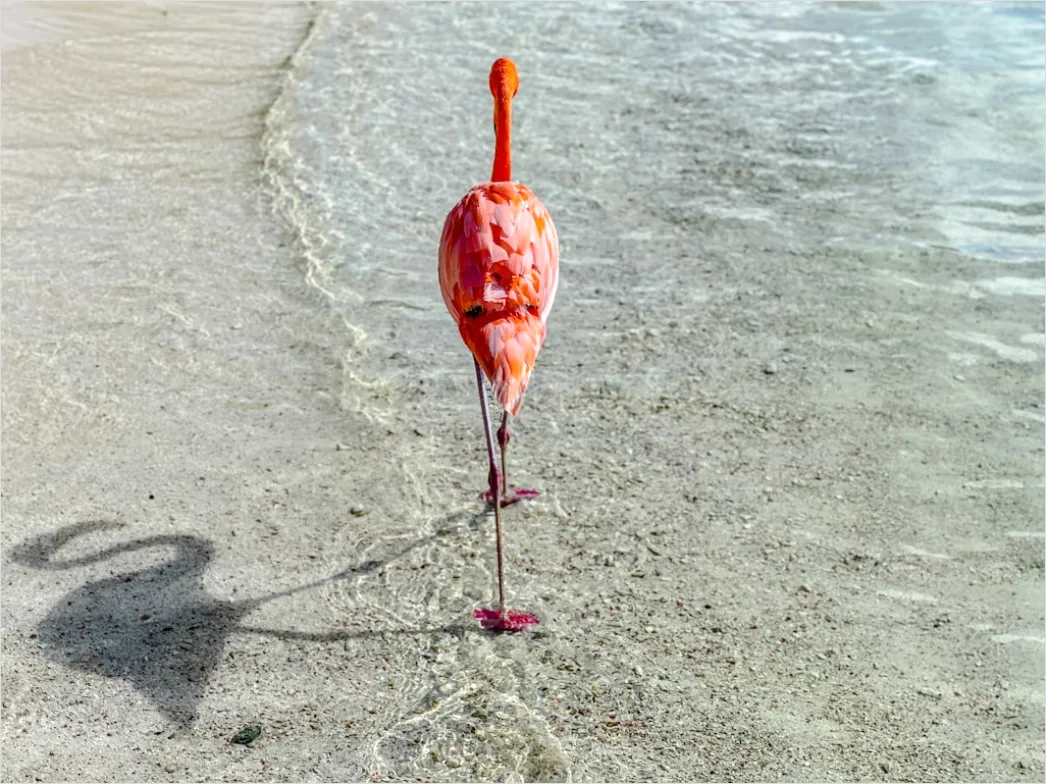 Detail Aruba Flamingo Beach Tropical Scene Number 4