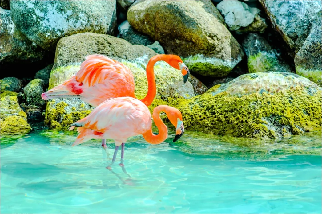 Detail Aruba Flamingo Beach Tropical Scene Number 5
