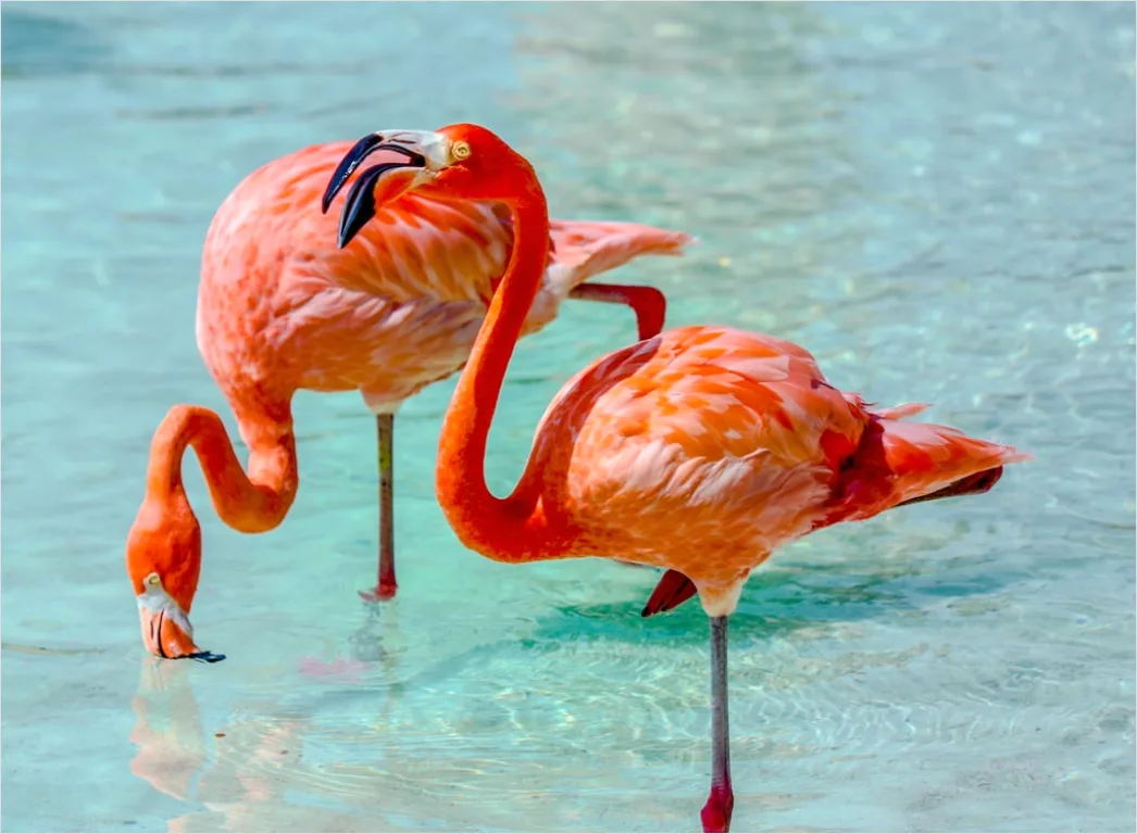 Detail Aruba Flamingo Beach Tropical Scene Number 6