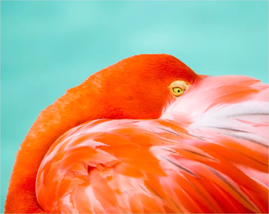 Detail Aruba Flamingo Beach Tropical Scene Number 7