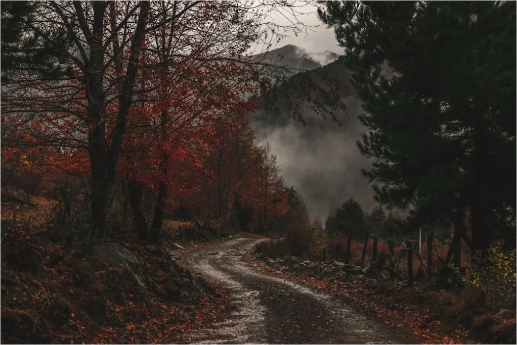 Autumn Fog Forest Path Moody 51ce