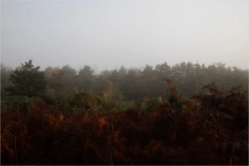 Detail Autumn Fog Forest Path Moody Number 2