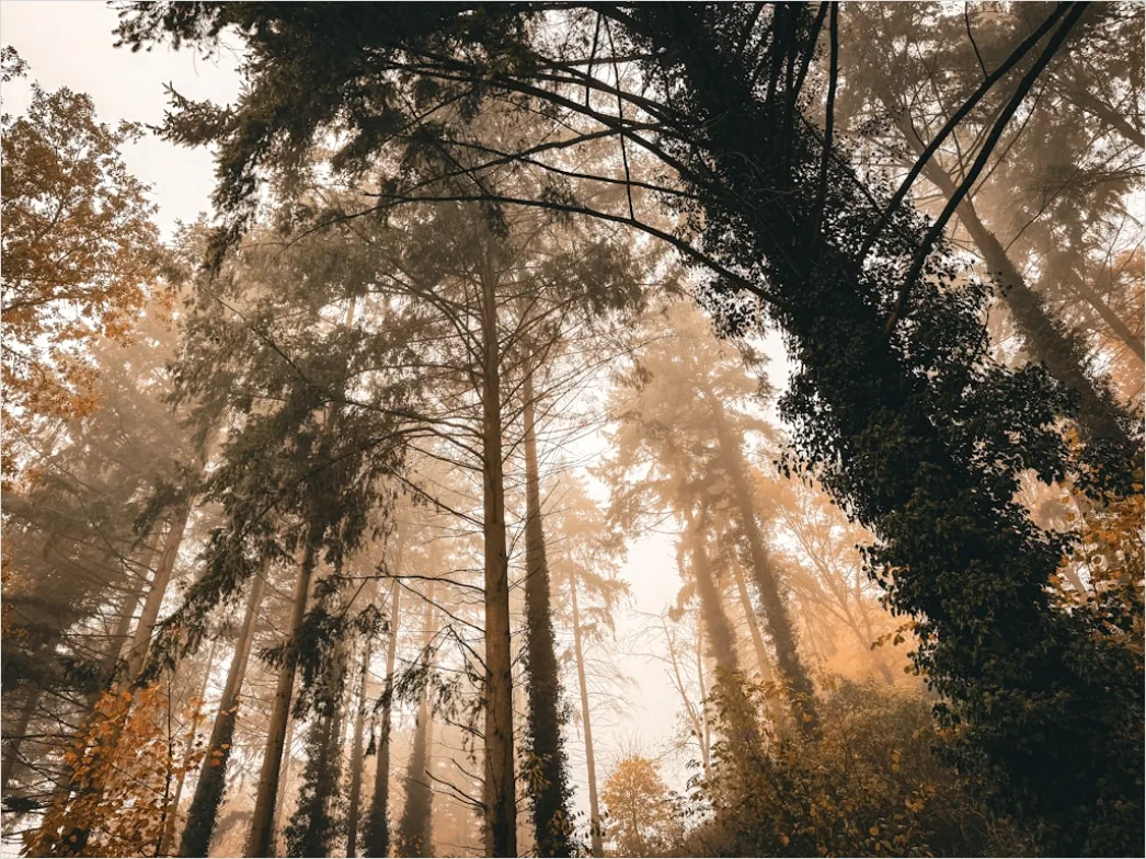 Detail Autumn Fog Forest Path Moody Number 12