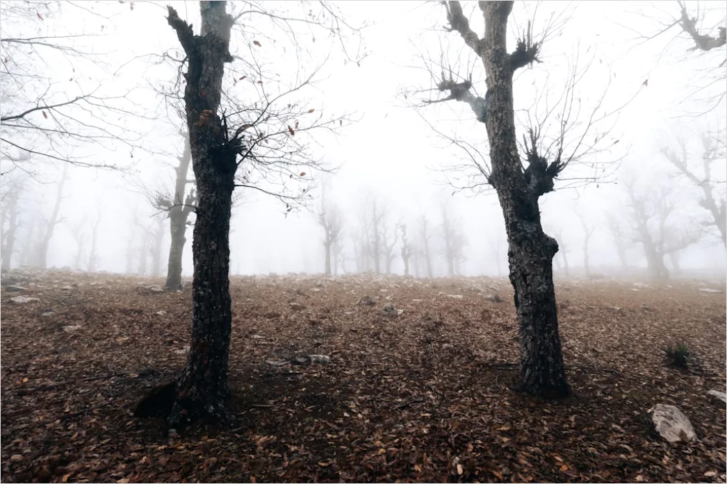 Detail Autumn Fog Forest Path Moody Number 14