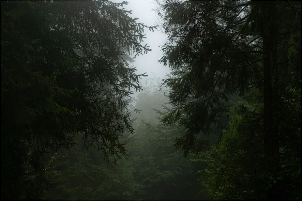 Detail Autumn Fog Forest Path Moody Number 15