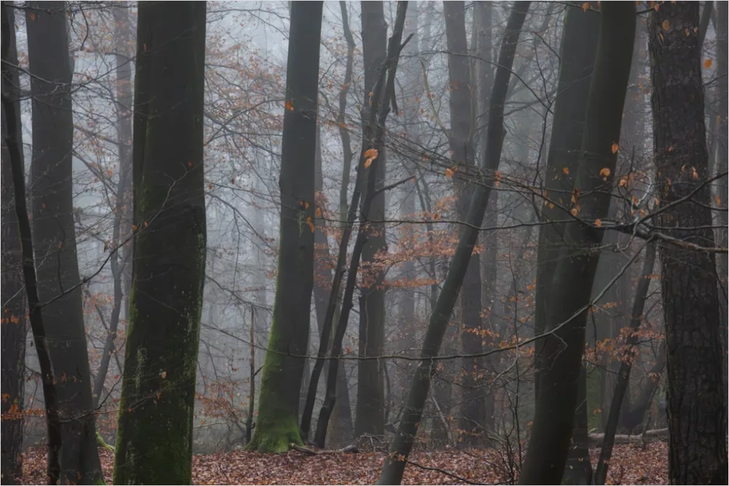 Detail Autumn Fog Forest Path Moody Number 16