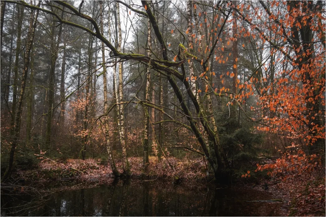 Detail Autumn Fog Forest Path Moody Number 17