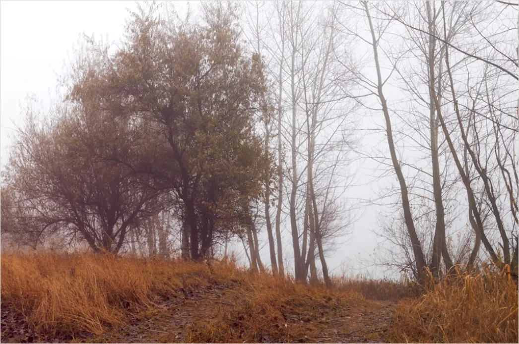 Detail Autumn Fog Forest Path Moody Number 18